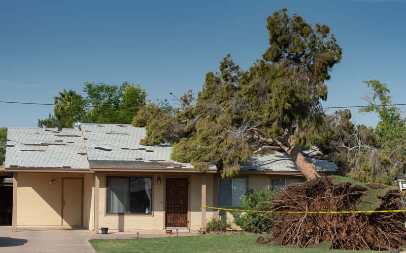 Tree Removal